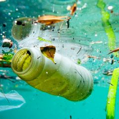 Unesco faz alerta sobre a situação do frágil ecossistema marinho e promove ações de conscientização